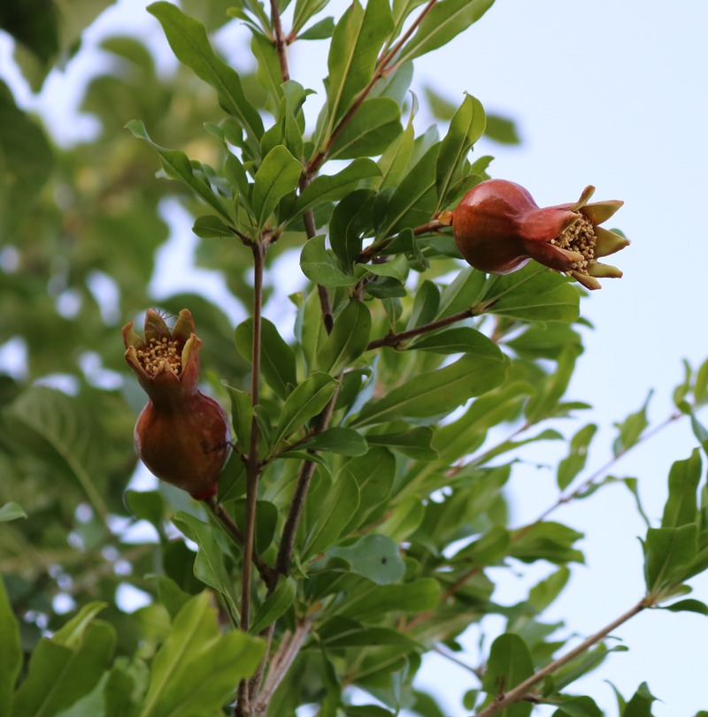 Image of Punica granatum specimen.