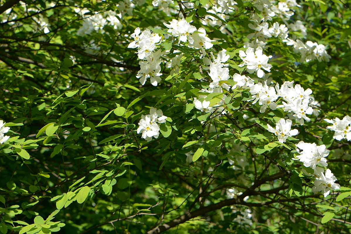 Image of Exochorda giraldii specimen.