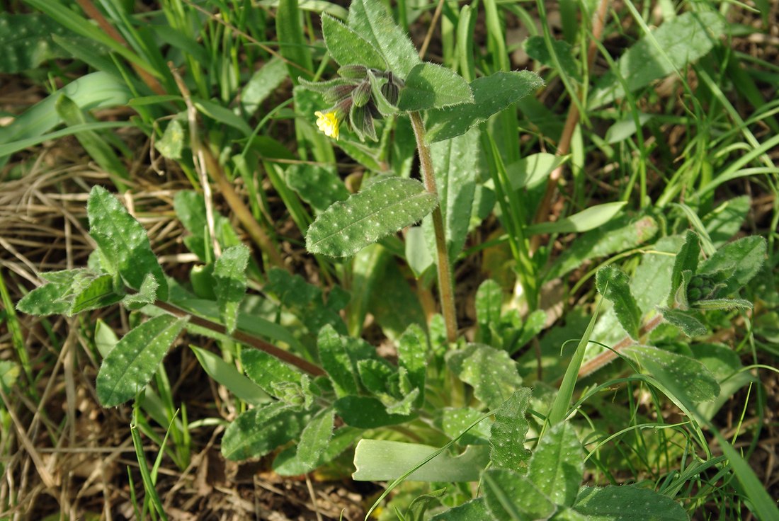 Изображение особи Nonea flavescens.