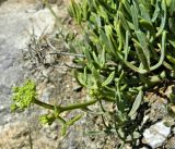 Crithmum maritimum. Верхушка побега с соцветиями и листья. Испания, Галисия, национальный парк \"Атлантические острова Галисии\", архипелаг Cies, о-ов Montefaro. Июль.