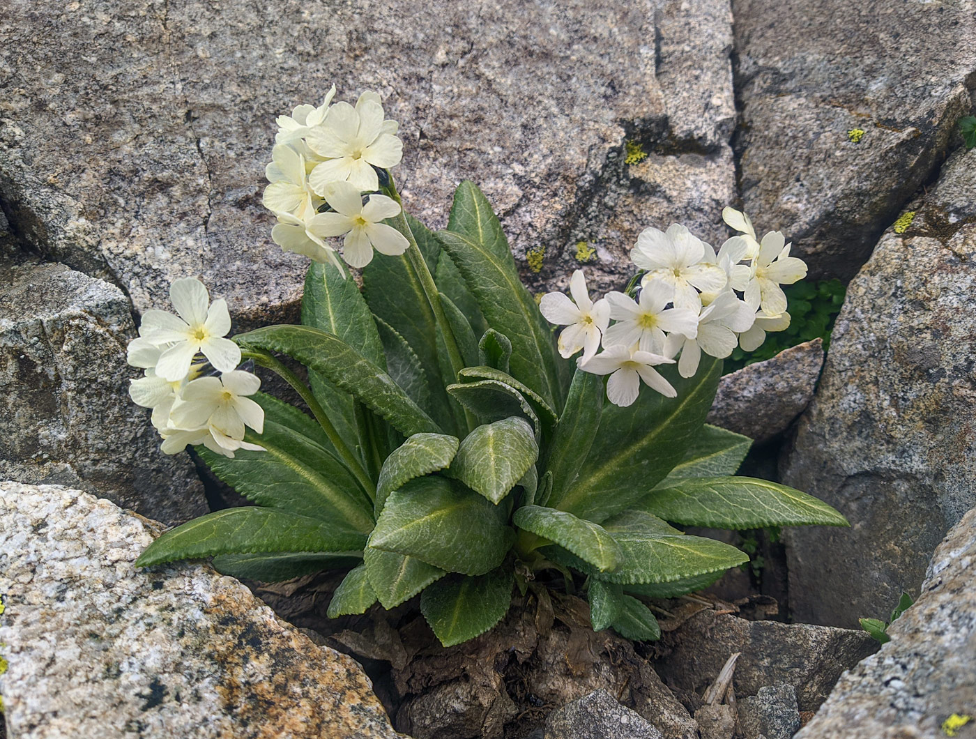 Изображение особи Primula bayernii.