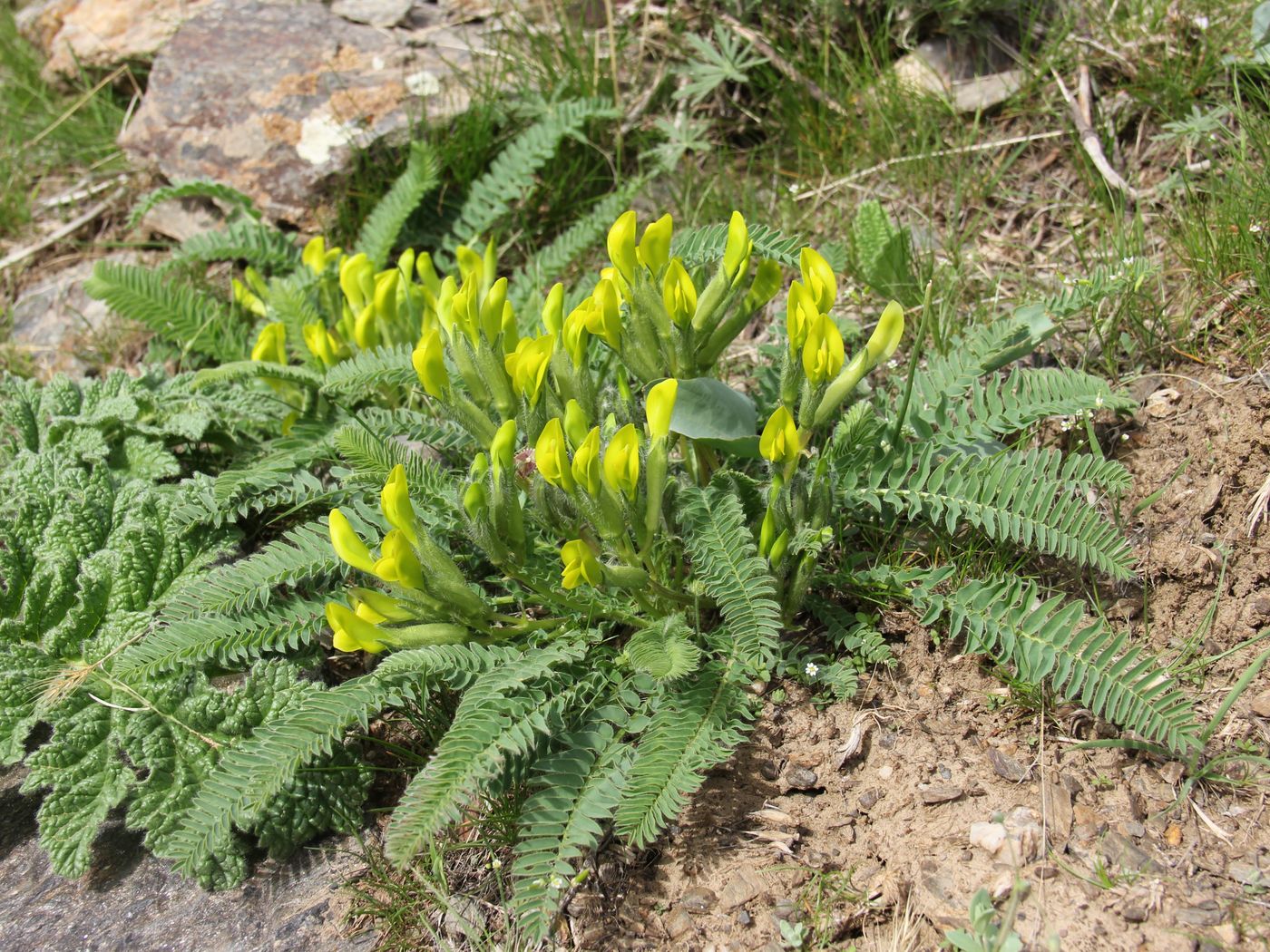 Изображение особи Astragalus macronyx.