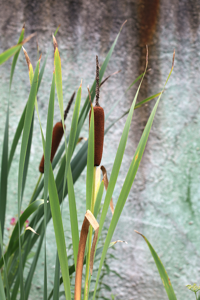 Image of Typha latifolia specimen.