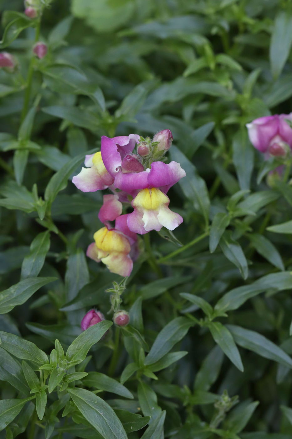 Image of Antirrhinum majus specimen.