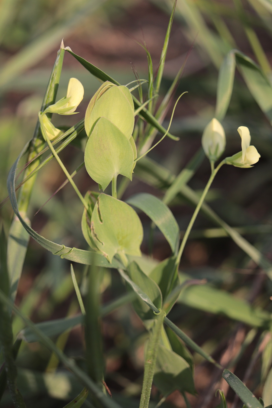 Изображение особи Lathyrus aphaca.