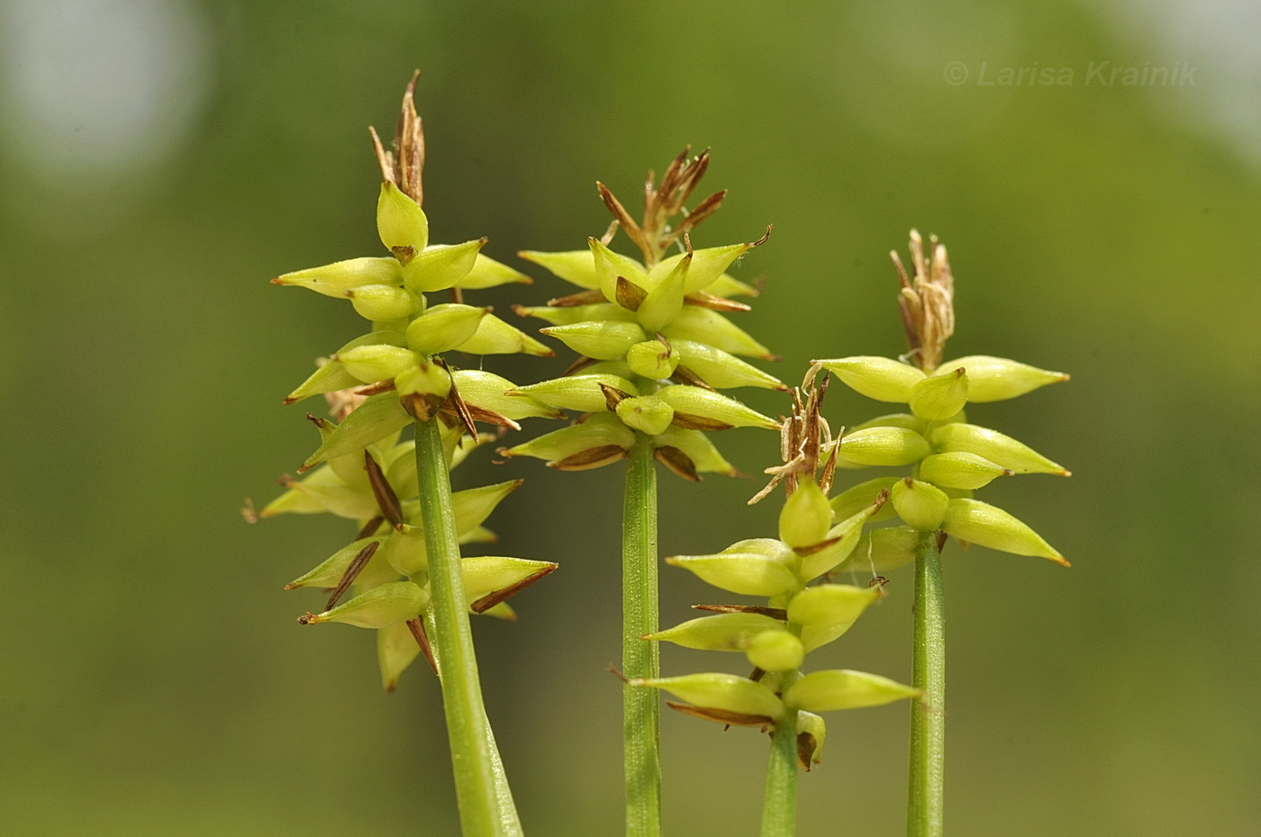 Image of Carex uda specimen.