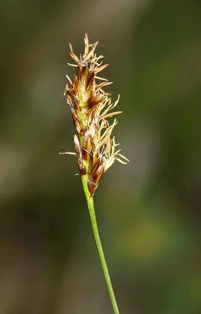 Изображение особи Kobresia filifolia.