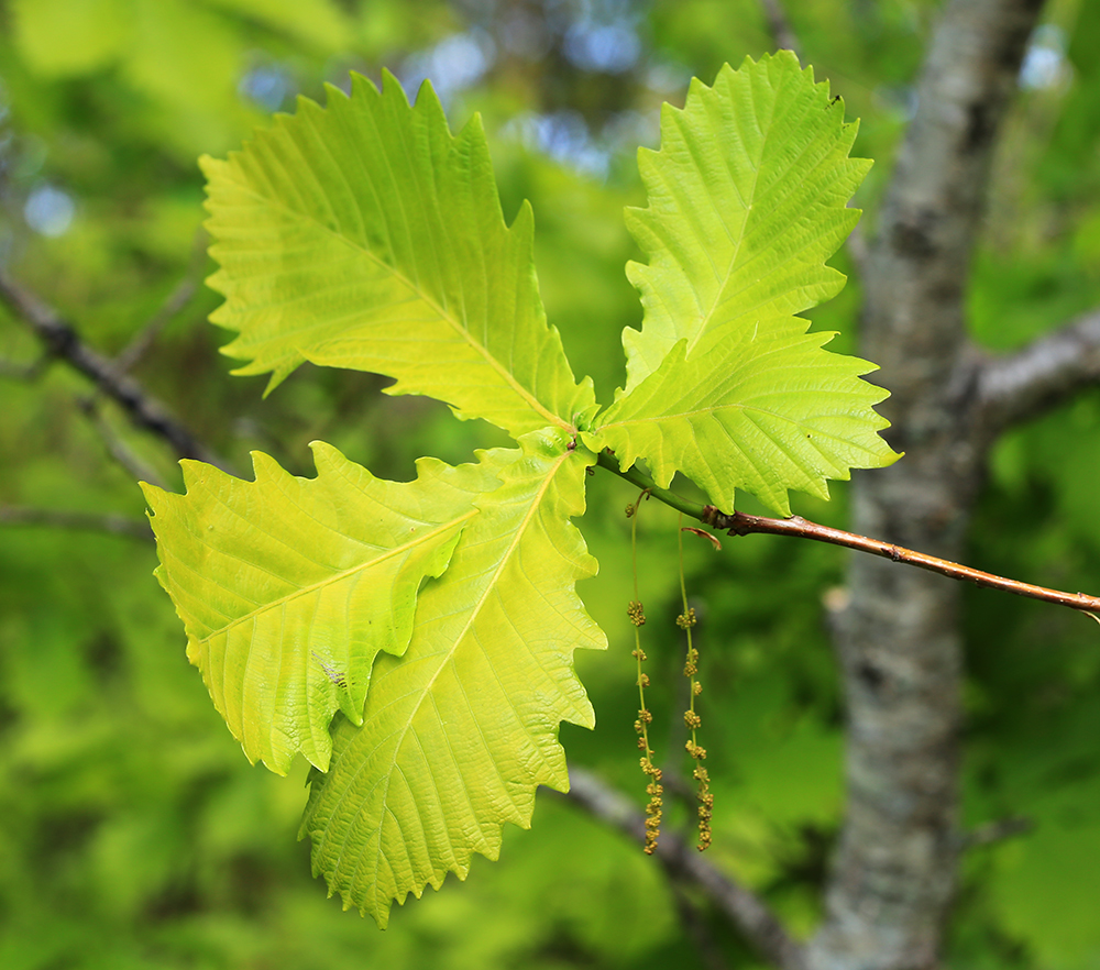 Изображение особи Quercus crispula.