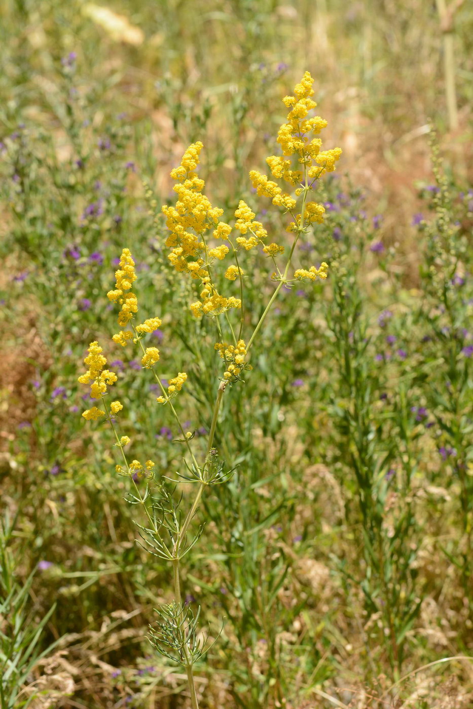 Изображение особи Galium verum.