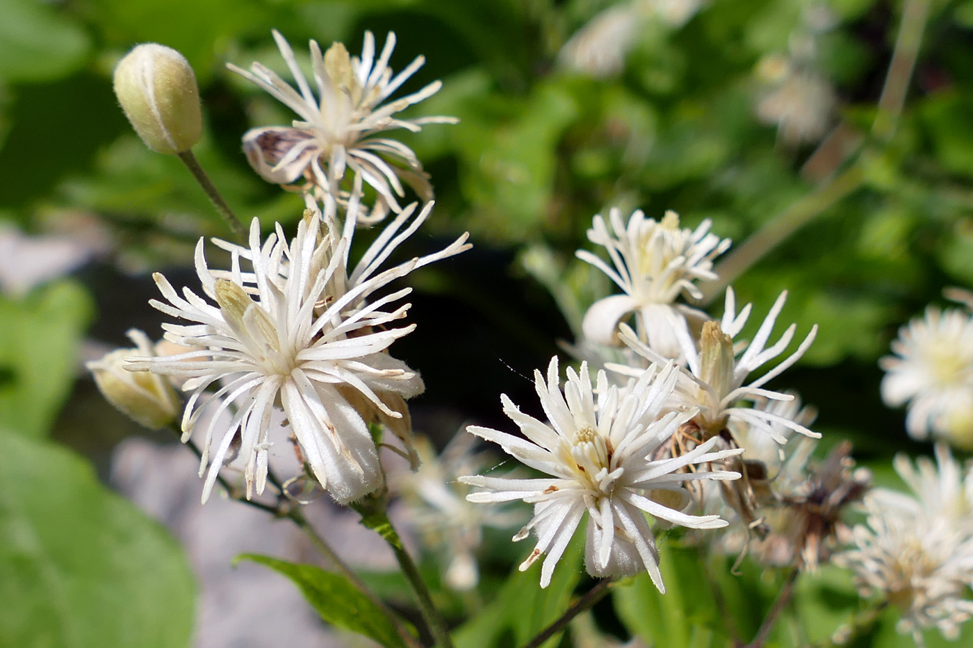 Image of Clematis vitalba specimen.