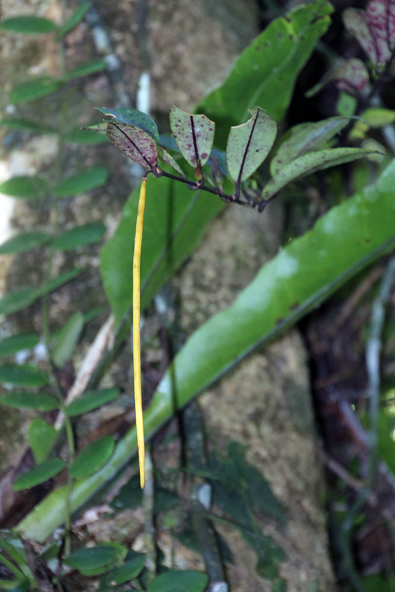 Image of genus Wrightia specimen.