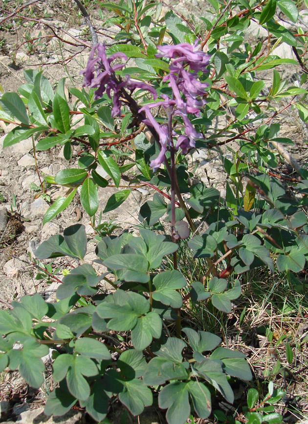 Image of Corydalis paeoniifolia specimen.