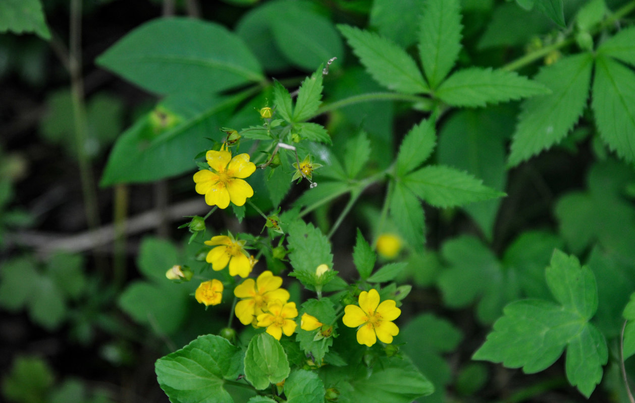 Изображение особи Potentilla cryptotaeniae.