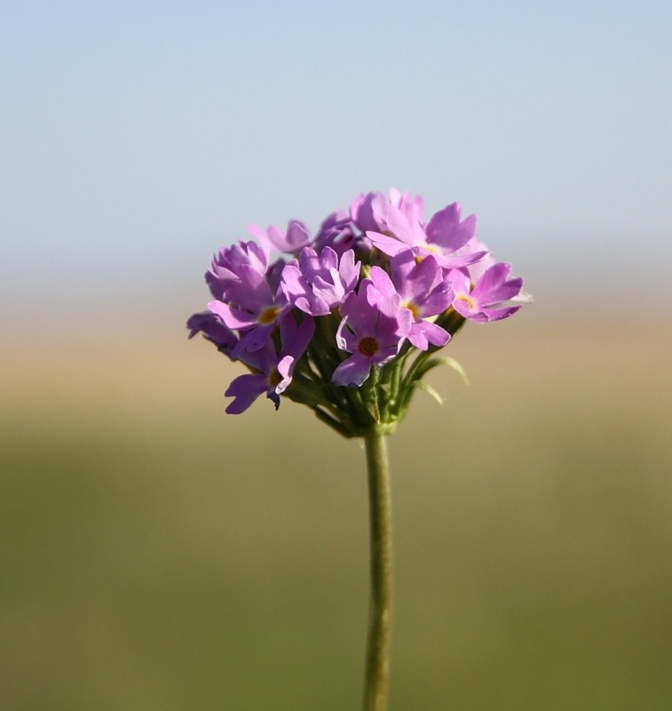 Изображение особи Primula longiscapa.