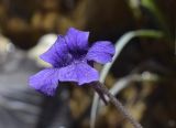 Pinguicula vulgaris. Цветок. Испания, автономное сообщество Каталония, провинция Барселона, комарка Бергеда, муниципалитет Сальдес, подножие горы Педрафорка, окр. смотр. площадки \"Гресолет\", 1557 м н.у.м., слабо задернованный берег горного ручья, замшелый валун. 05.06.2022.