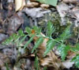 Asplenium adiantum-nigrum