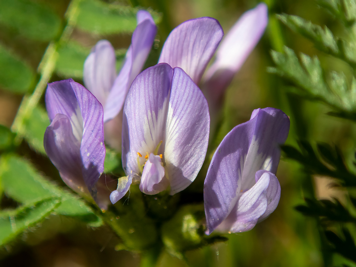 Изображение особи Astragalus danicus.