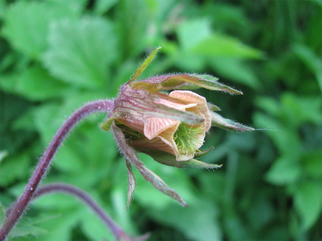 Image of Geum rivale specimen.