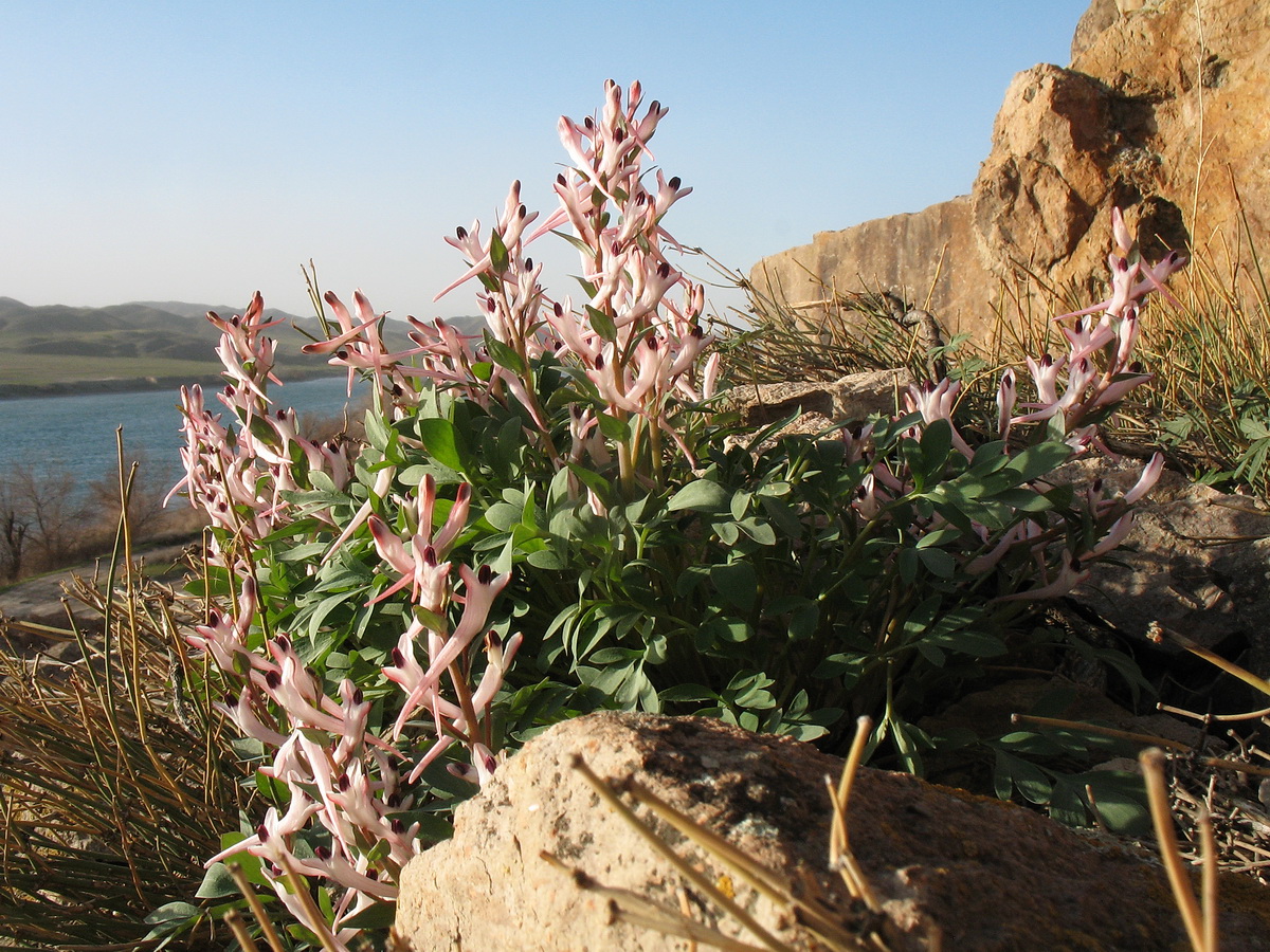 Изображение особи Corydalis schanginii.