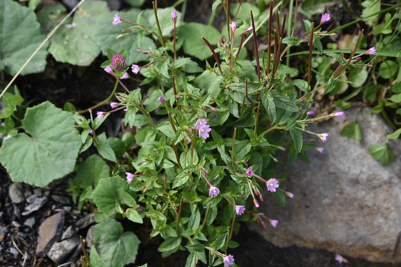 Изображение особи Epilobium montanum.