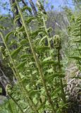 genus Dryopteris. Верхушки и средние части вай. Испания, автономное сообщество Каталония, провинция Жирона, комарка Рипольес, муниципалитет Сеткасес, окр. н.п. Сеткасес, ≈1350 м н.у.м., пойма ручья Валь-Льобре, в подлеске прируслового лиственного леса. 14.05.2023.