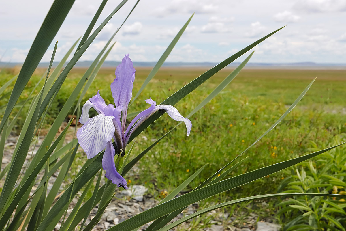 Изображение особи Iris lactea.