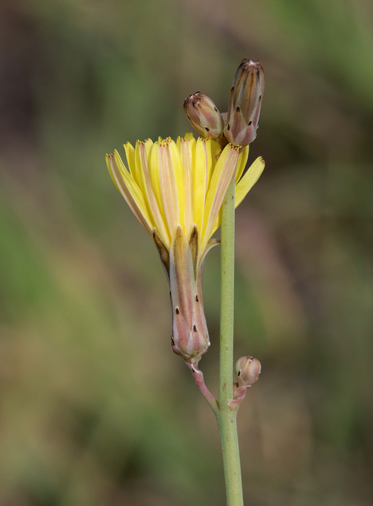 Изображение особи Paramicrorhynchus procumbens.