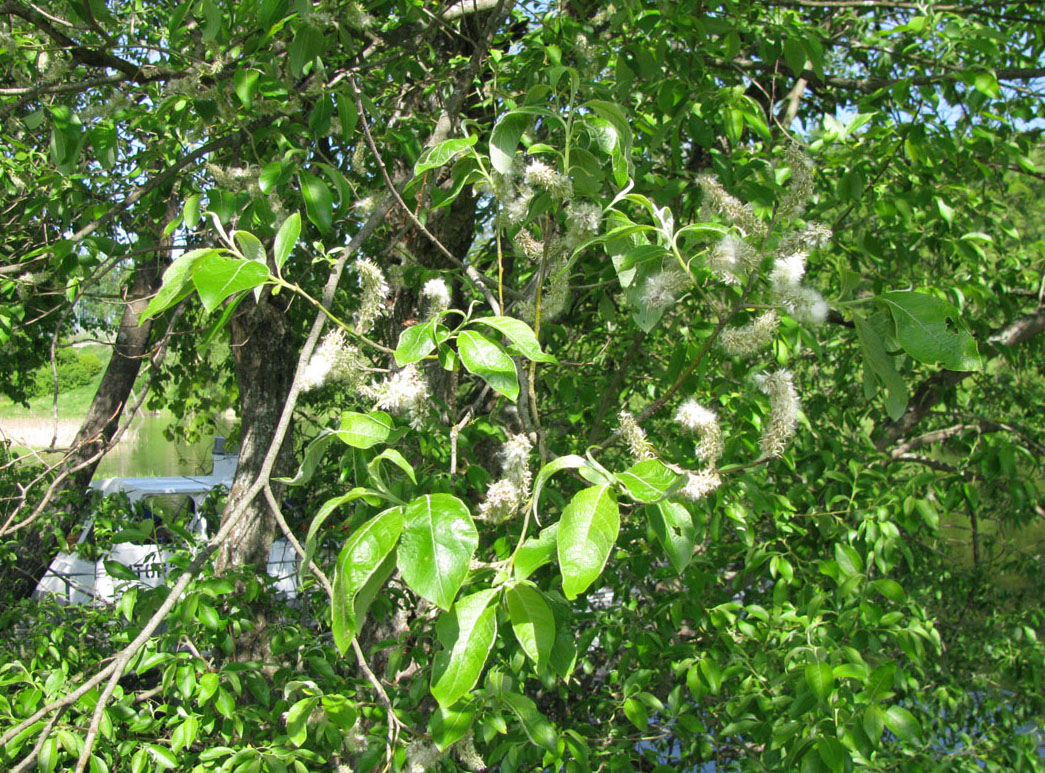 Image of Salix caprea specimen.