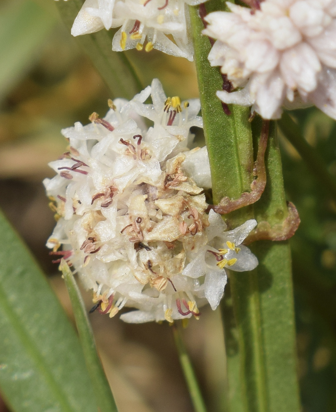 Image of Cuscuta epithymum specimen.