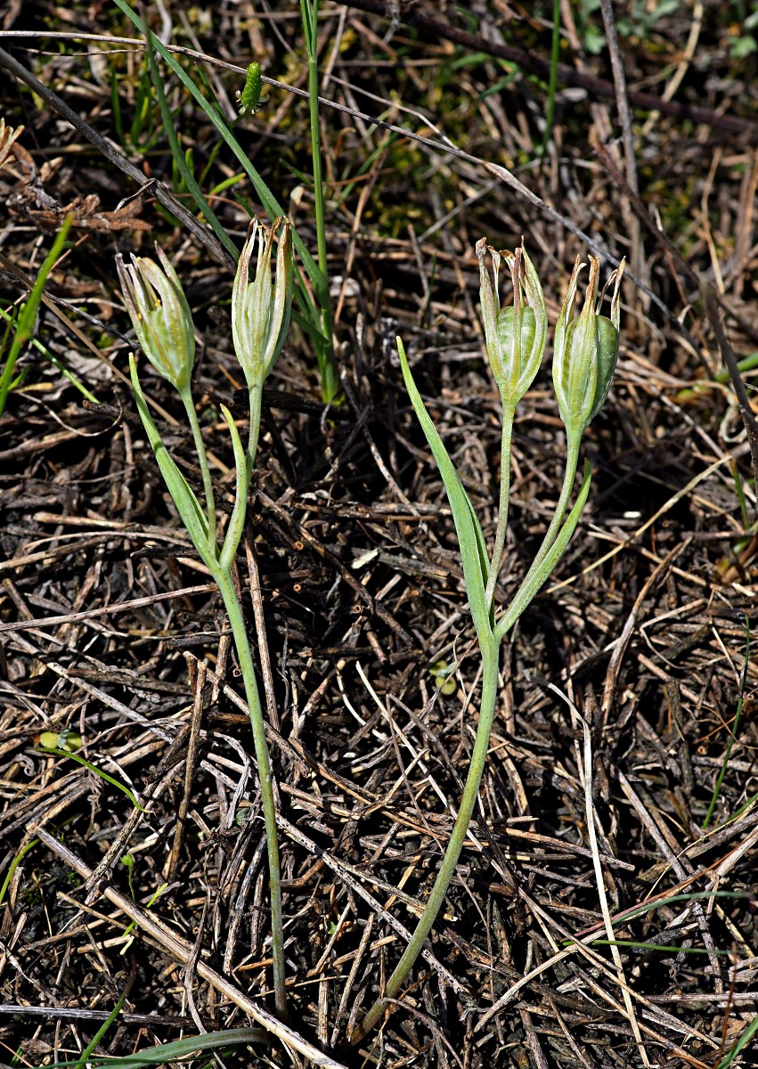 Image of Gagea pusilla specimen.