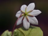 Trientalis arctica. Цветок (вид со стороны чашечки). Приморский край, Лазовский р-н, окр. дер. Глазковка, кордон Лазовского заповедника, заболоченный берег р. Просёлочная. 27.05.2023.