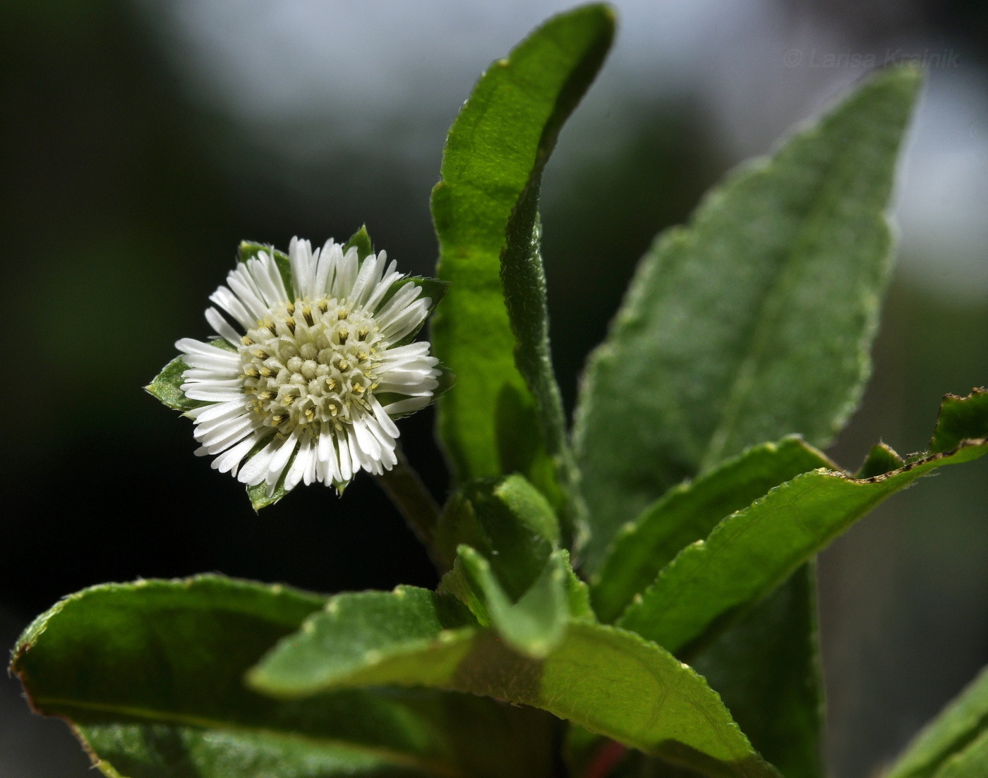 Image of Eclipta prostrata specimen.