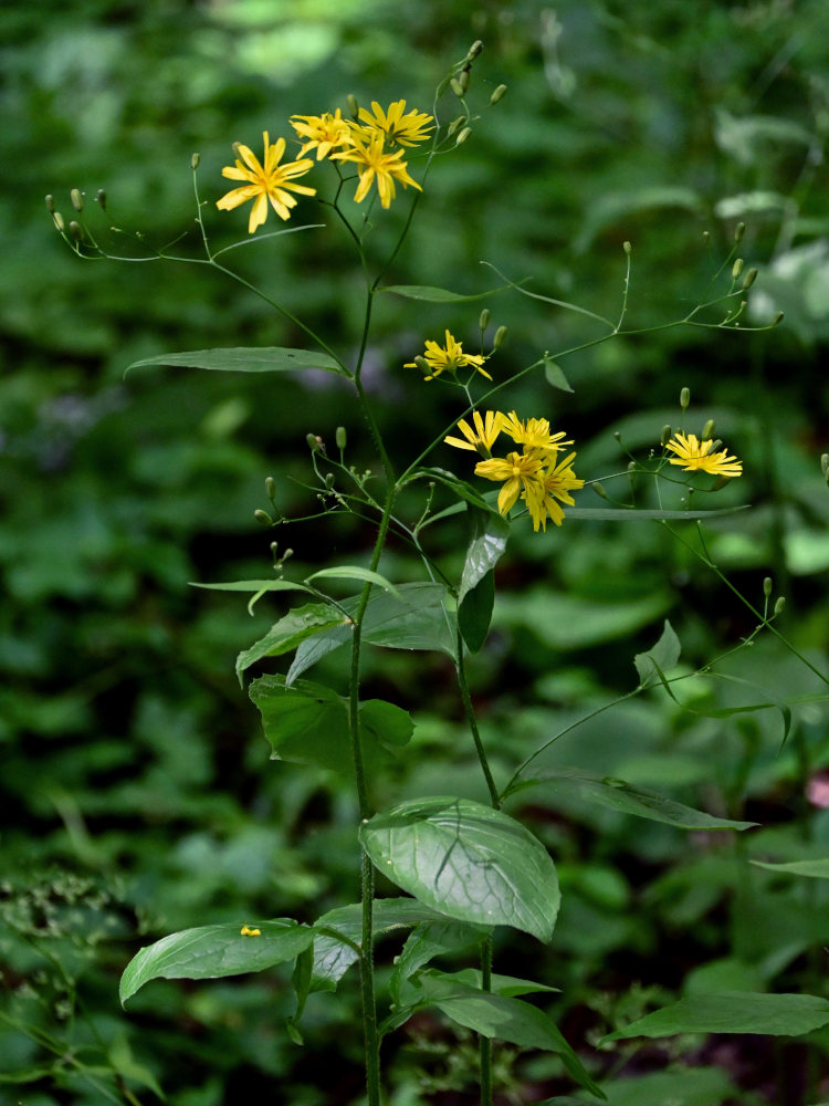 Image of Lapsana grandiflora specimen.