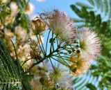 Albizia julibrissin. Соцветие. Испания, Галисия, г. Сантьяго-де-Компостела, уличное озеленение. Июль.