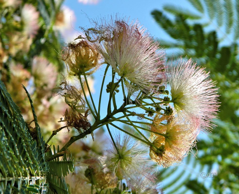 Изображение особи Albizia julibrissin.