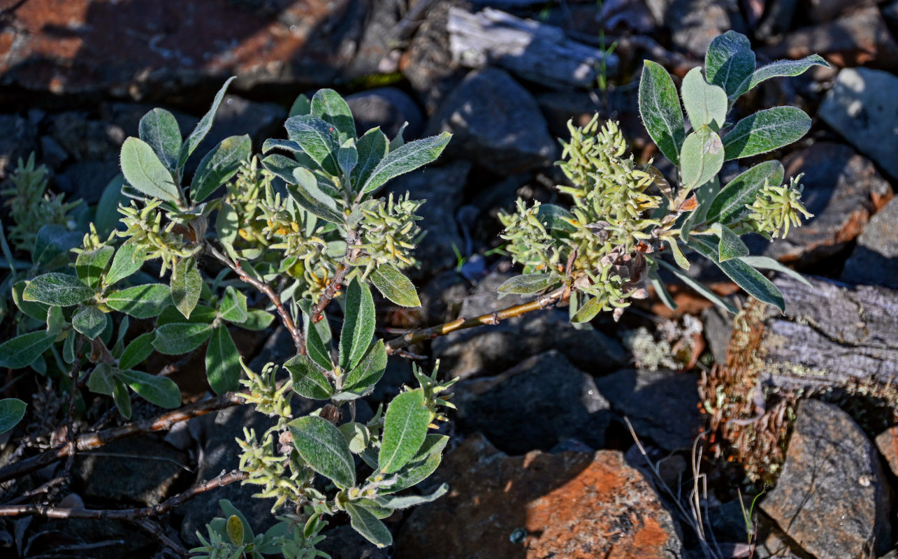 Image of Salix glauca specimen.