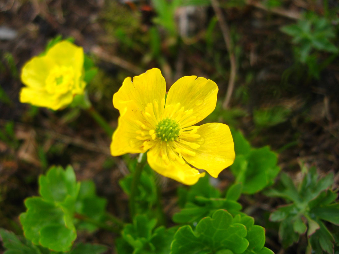 Image of Ranunculus brachylobus specimen.