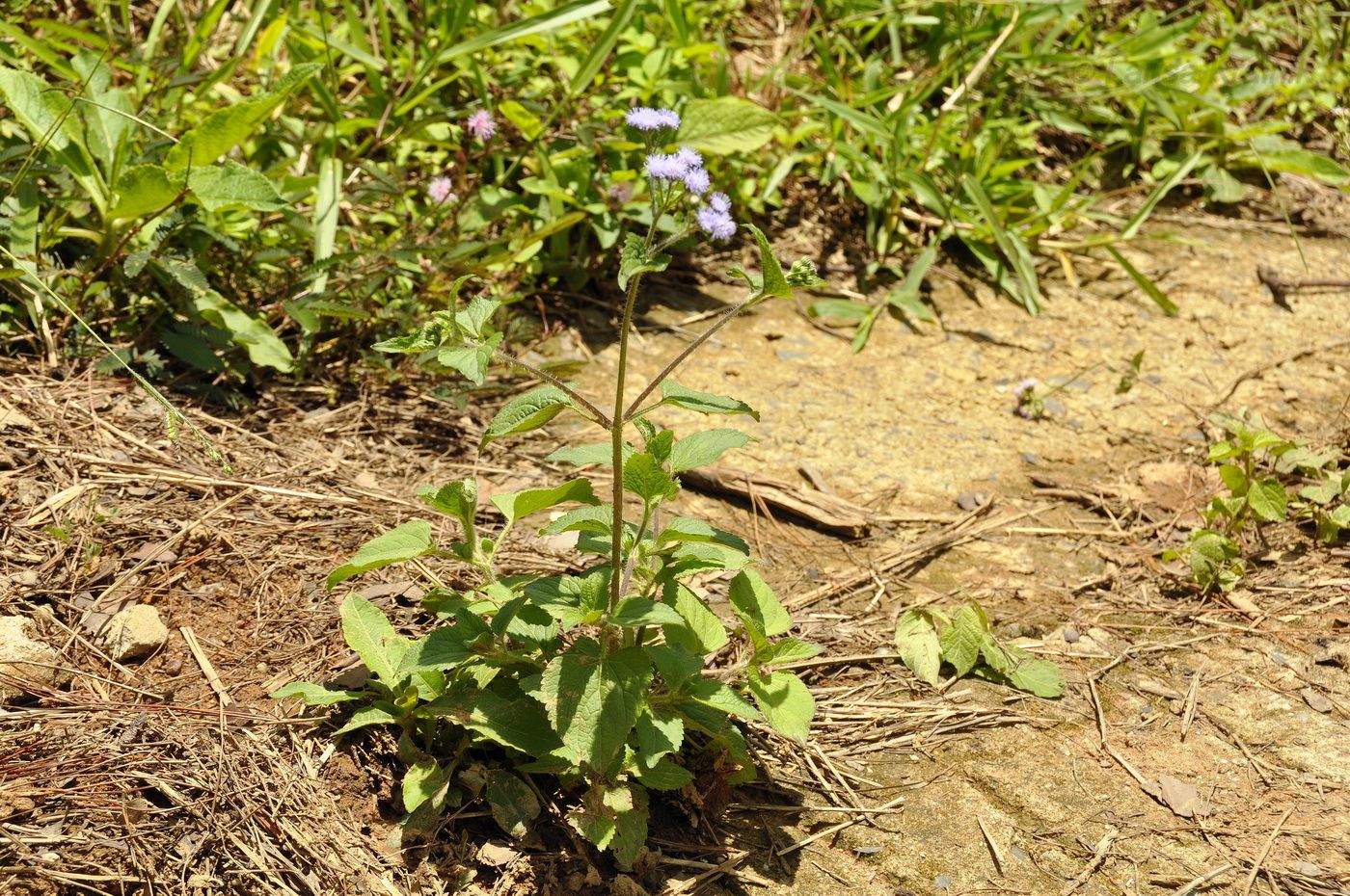 Image of Ageratum houstonianum specimen.