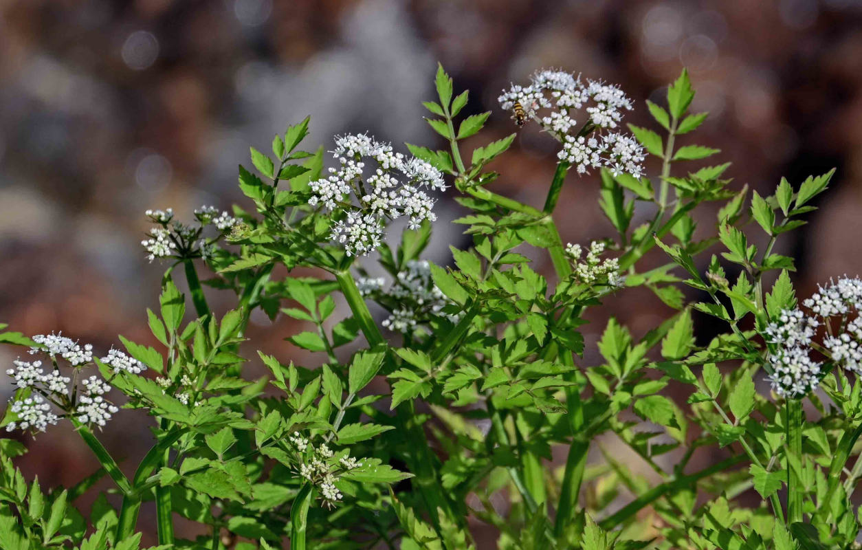 Изображение особи Oenanthe javanica.