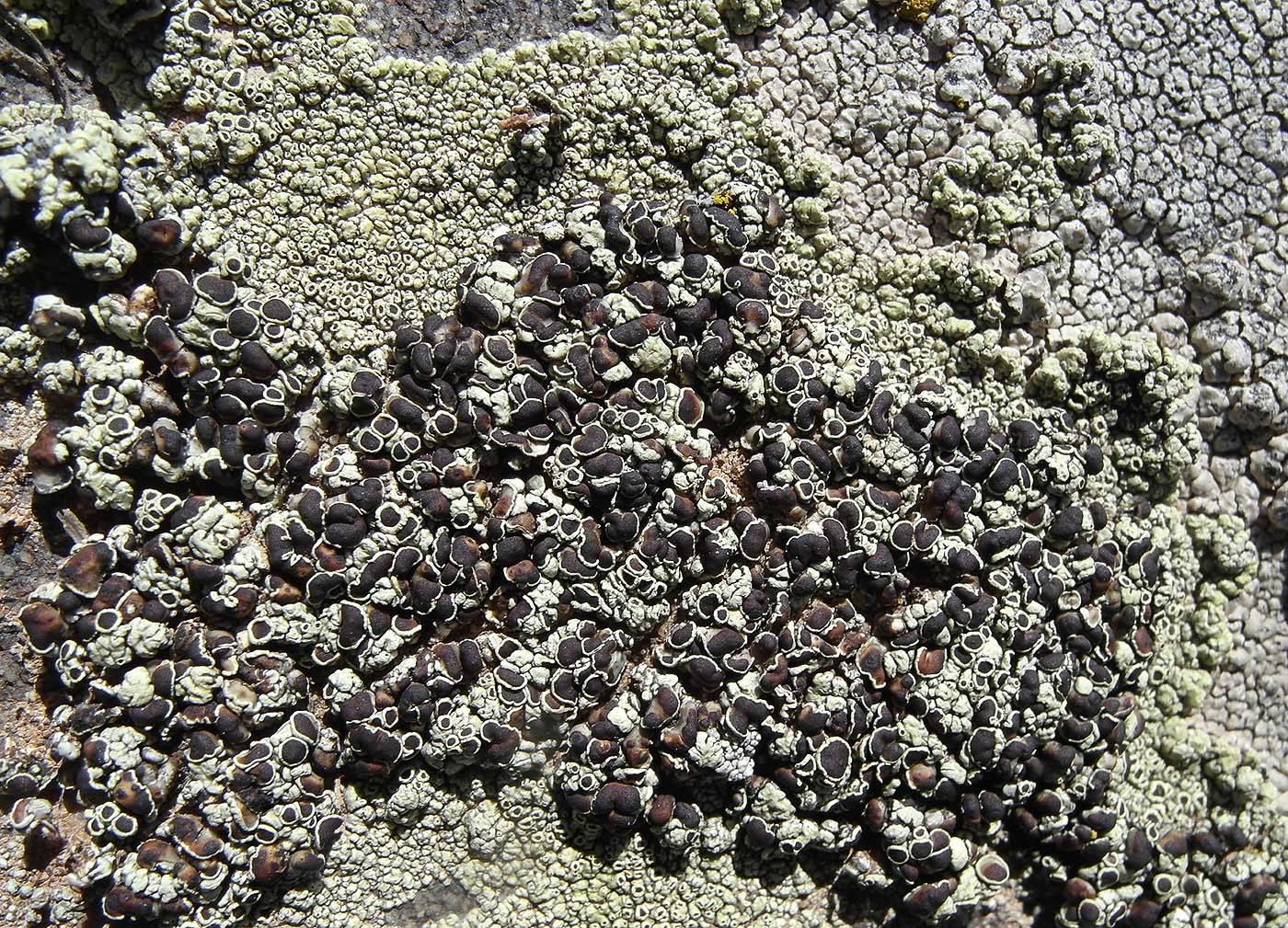 Image of Lecanora argopholis specimen.