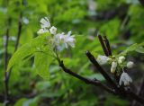 Staphylea colchica. Верхушка цветущей веточки. Абхазия, Гудаутский р-н, Рицинский реликтовый национальный парк, долина р. Юпшара, широколиственный лес. 13.04.2024.