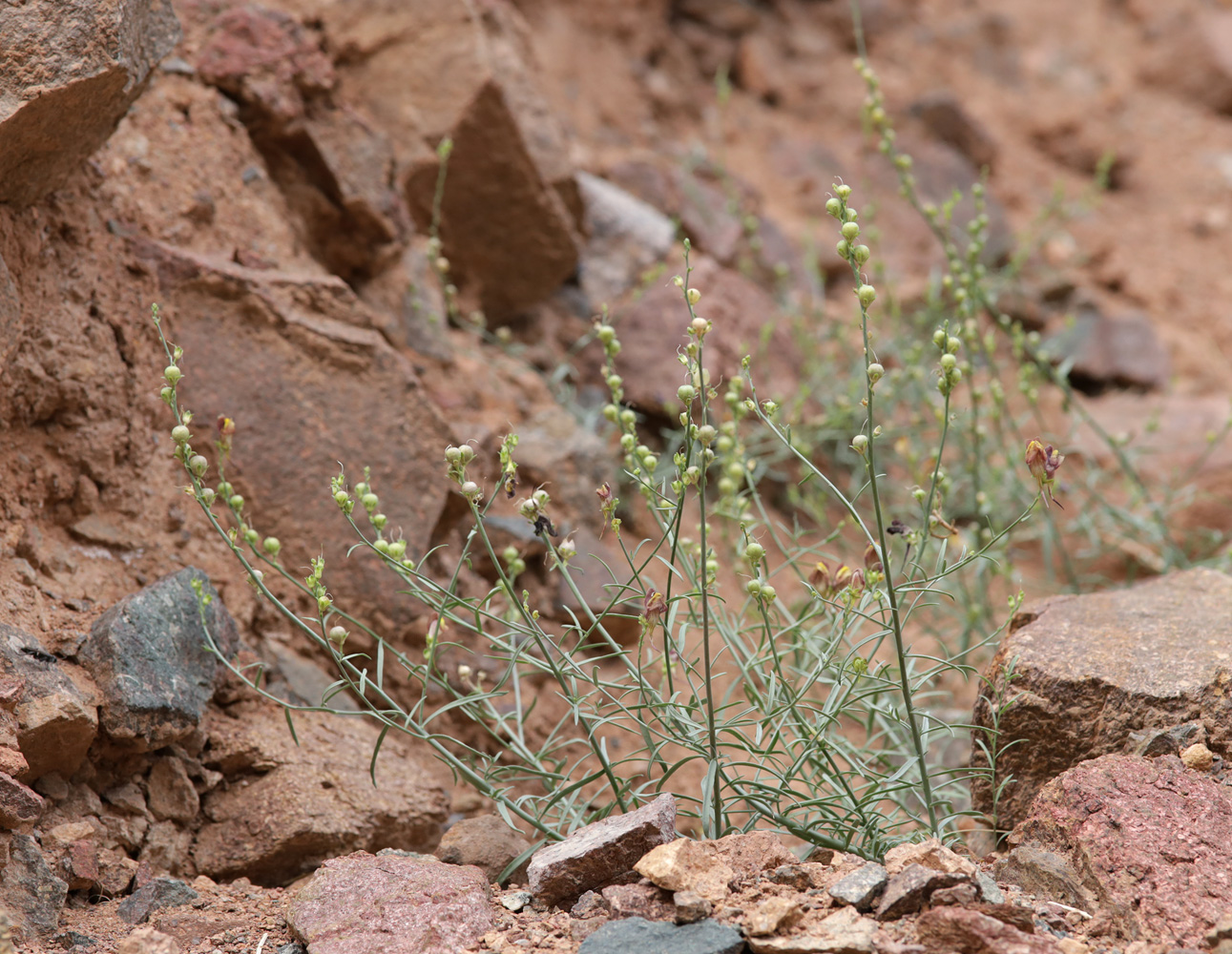 Image of Linaria popovii specimen.