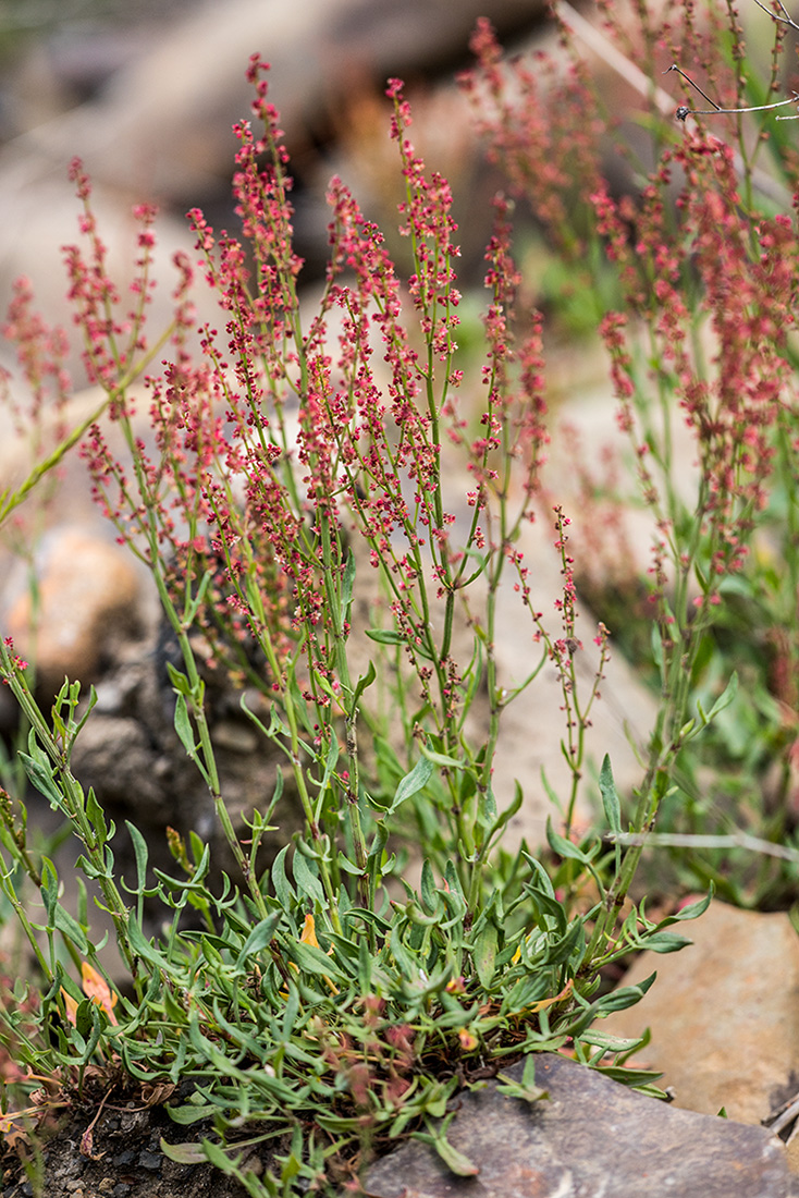 Image of Rumex acetosella specimen.