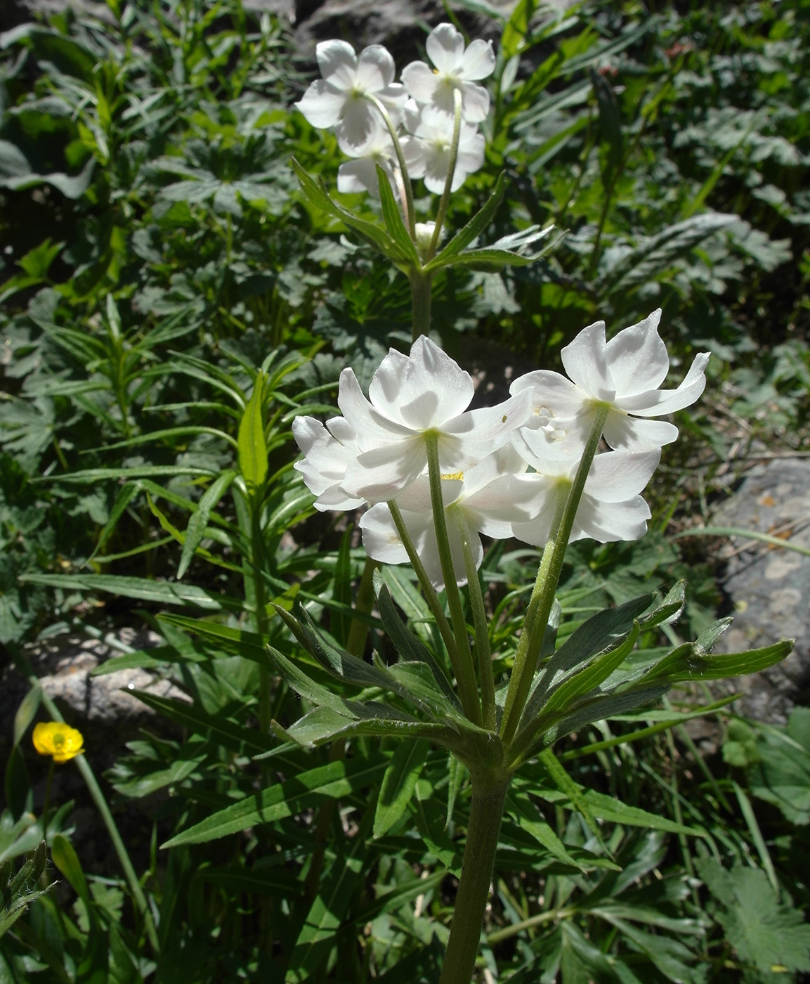 Image of Anemonastrum protractum specimen.