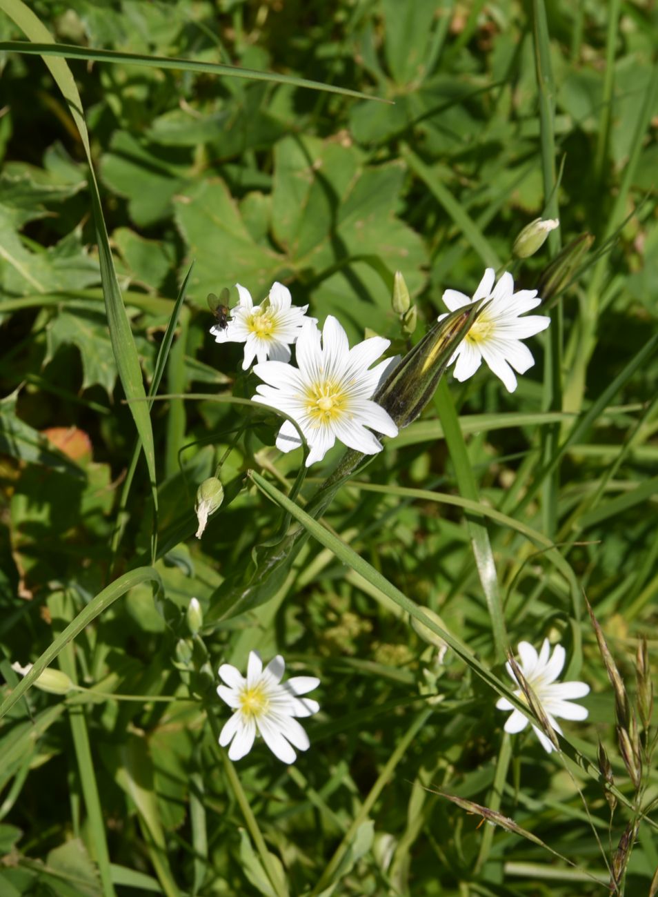 Image of genus Cerastium specimen.