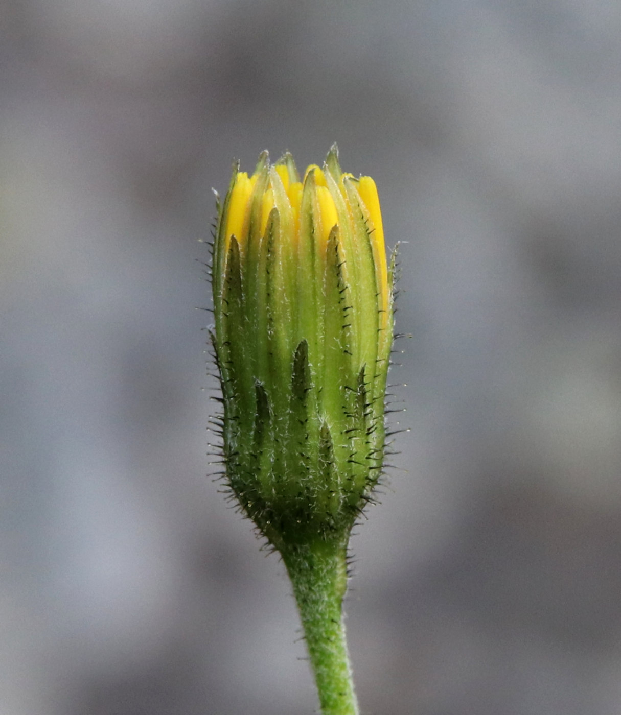 Изображение особи Hieracium porrigens.