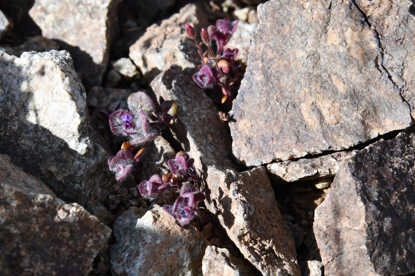 Изображение особи семейство Lamiaceae.