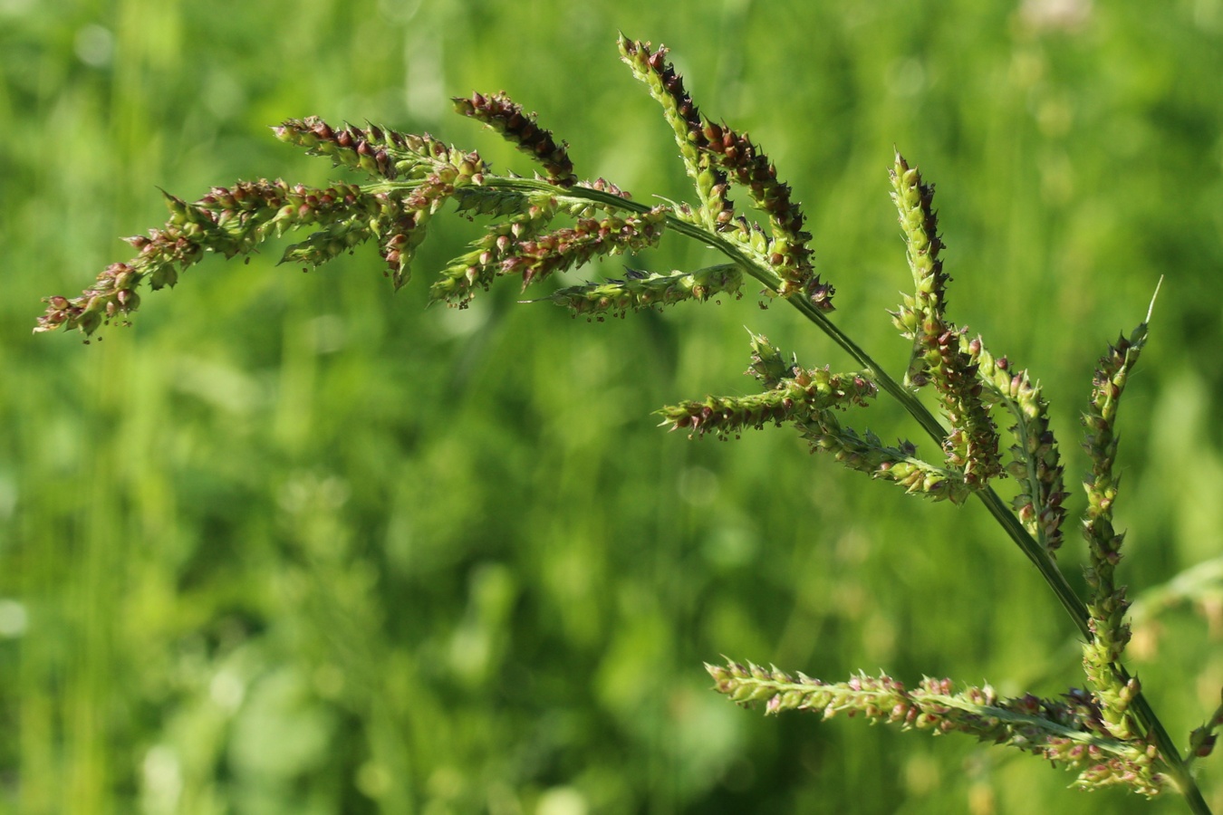 Изображение особи Echinochloa crus-galli.