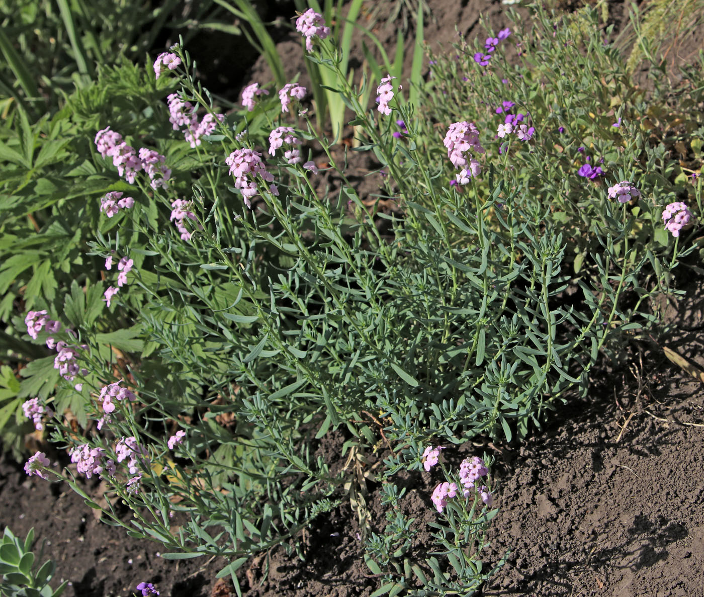 Изображение особи Aethionema pulchellum.