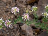 Dorycnium herbaceum. Соцветия. Крым, Южный Берег, окр. пос. Лесной, каменистое плато. 26.05.2024.